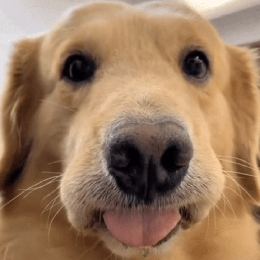 Doggo_4 7