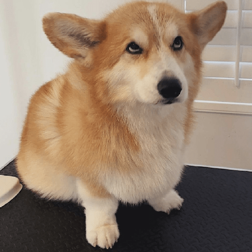 Doggo_4 4
