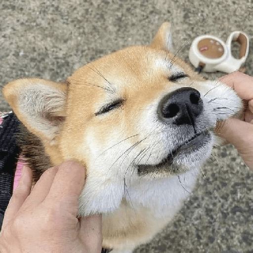 Doggo_4 8
