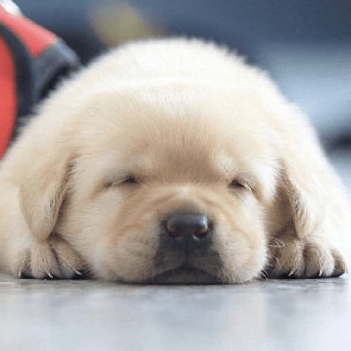 Doggo_4 9