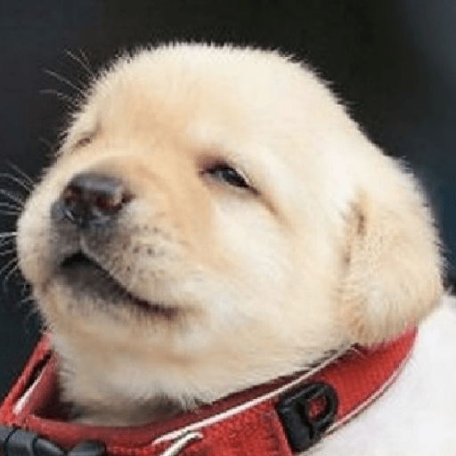 Doggo_4 10