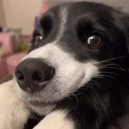 Doggo_4 11