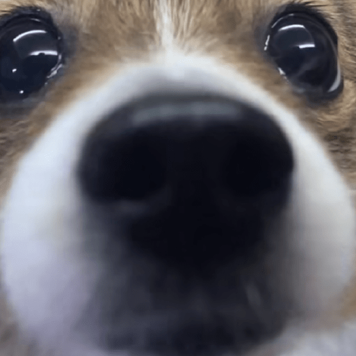 Doggo_4 12