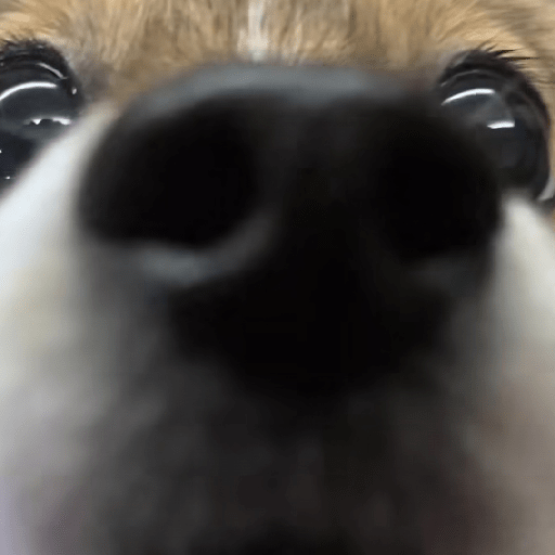 Doggo_4 13