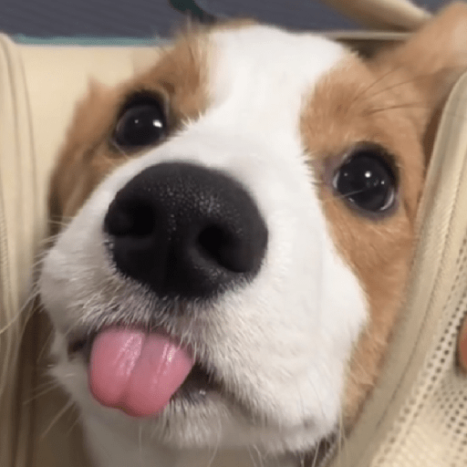 Doggo_4 14