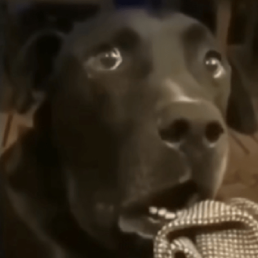 Doggo_4 15