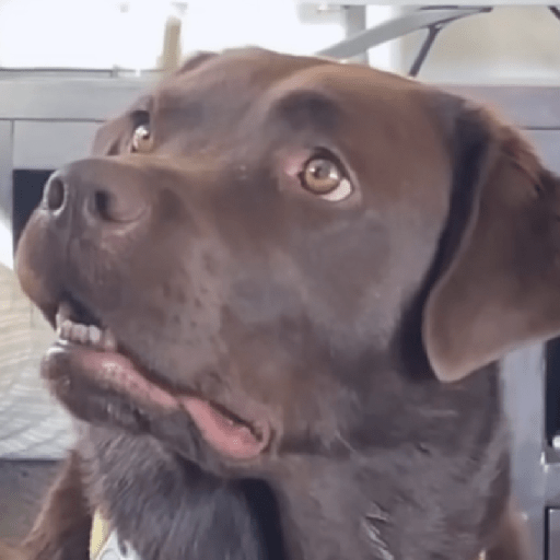 Doggo_4 16