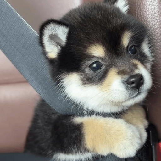 Doggo_4 17