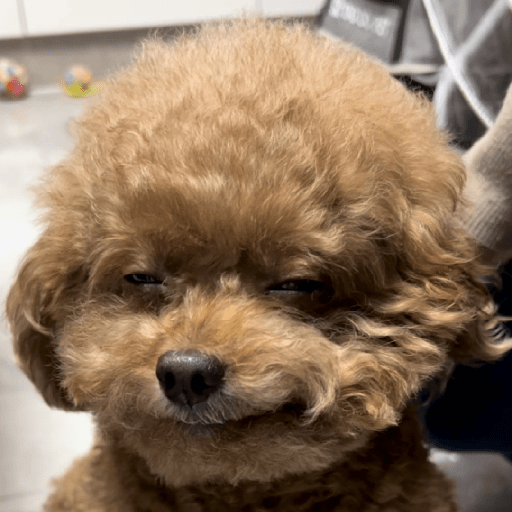 Doggo_4 18