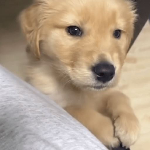 Doggo_4 20