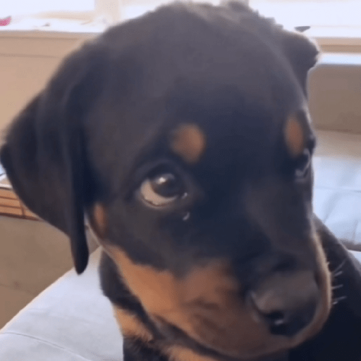 Doggo_4 21
