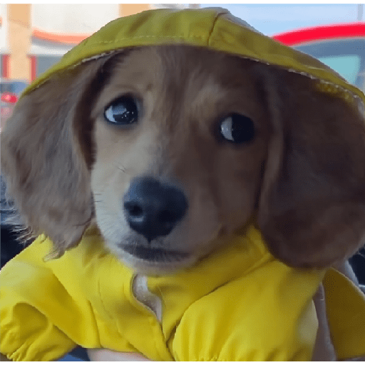 Doggo_4 22