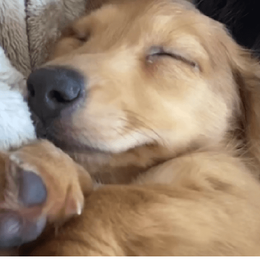 Doggo_4 23
