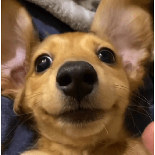 Doggo_4 24