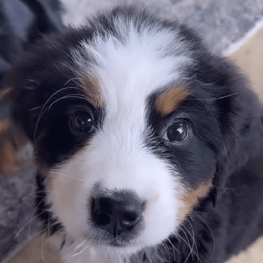 Doggo_4 25