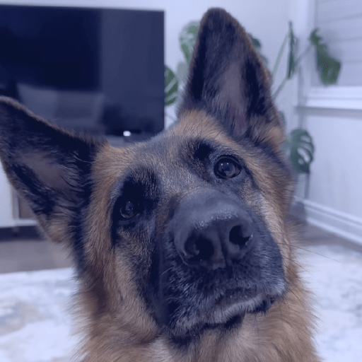 Doggo_4 26