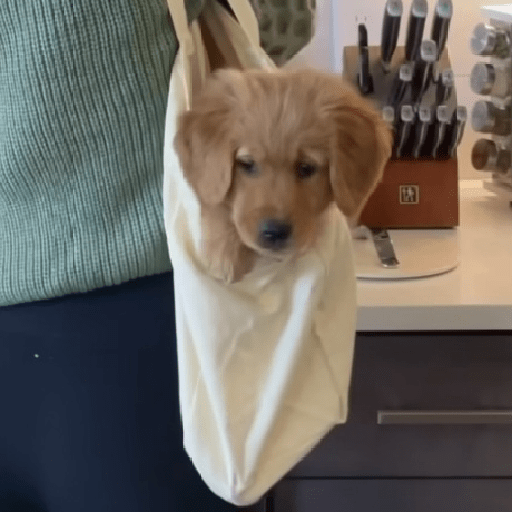 Doggo_4 27