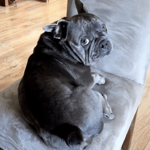 Doggo_4 28