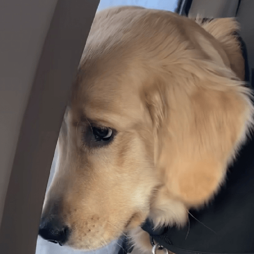Doggo_4 29