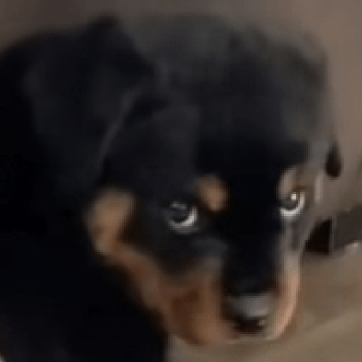 Doggo_4 30