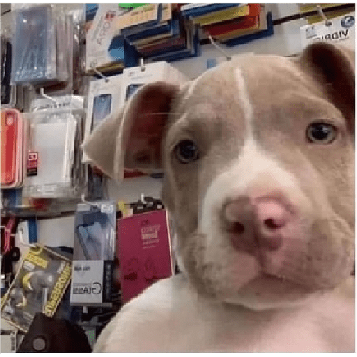 Perros2 29