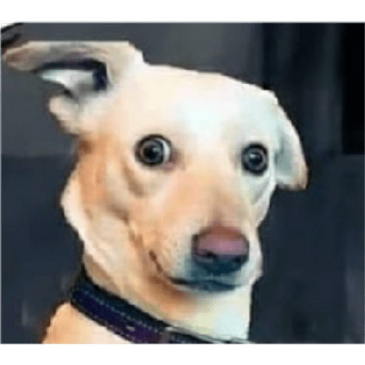 Perros2 19