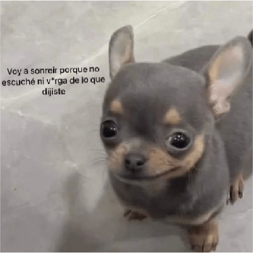 Perros2 30