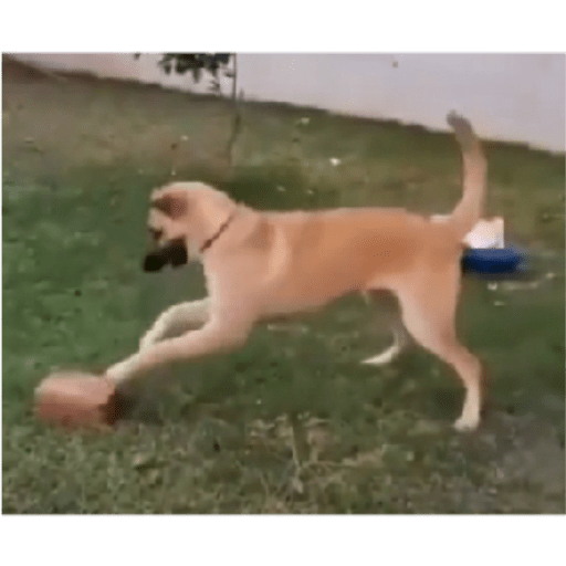 Perros2 25
