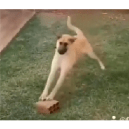 Perros2 27