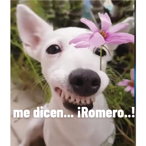 Perros2 10