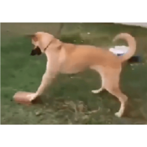 Perros2 26