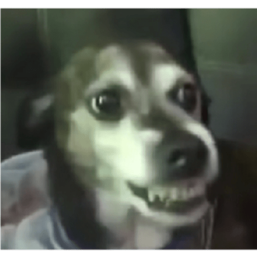 Perros2 18