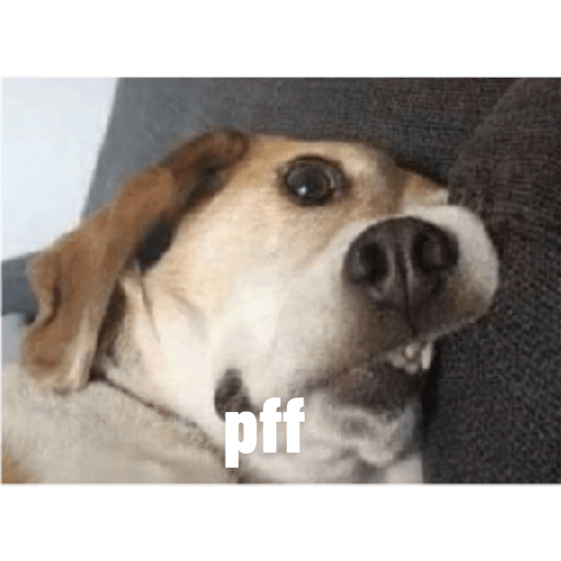 Perros2 21