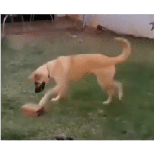 Perros2 24