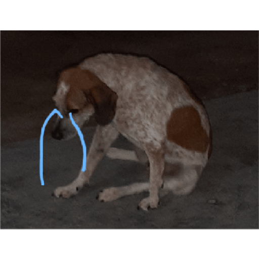 Perros2 28