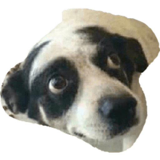 Perros2 11