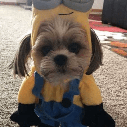 Minions 💗 11