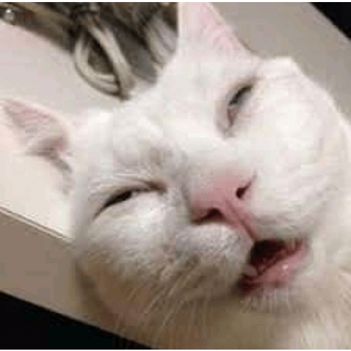 Random cat