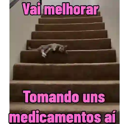 Cães e Gatos  1