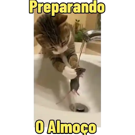 Cães e Gatos  4