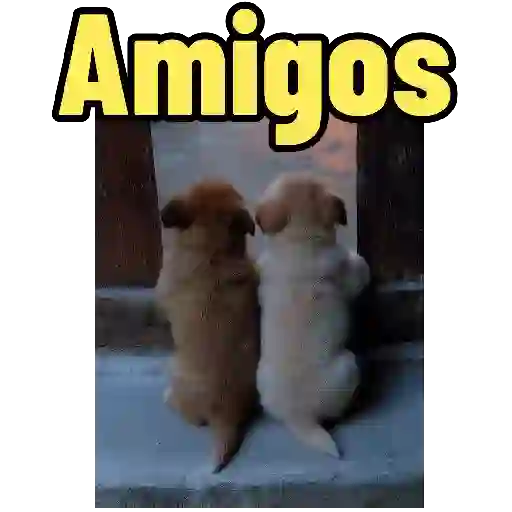 Cães e Gatos  5