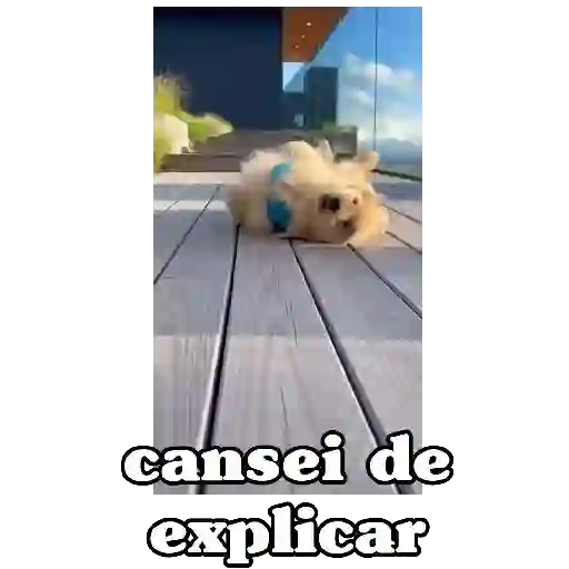 Cães e Gatos  2