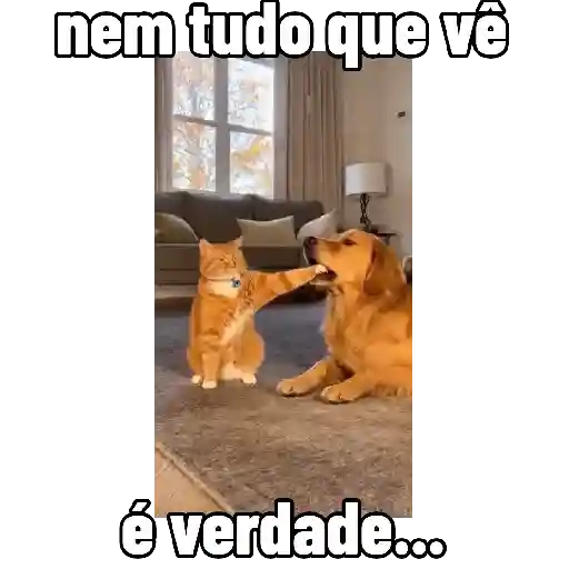 Cães e Gatos  3