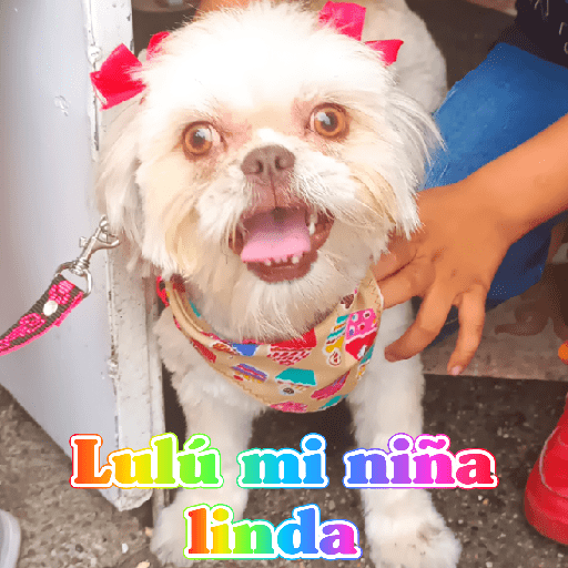 Amor 4