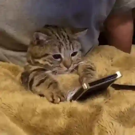 Gatos :3
