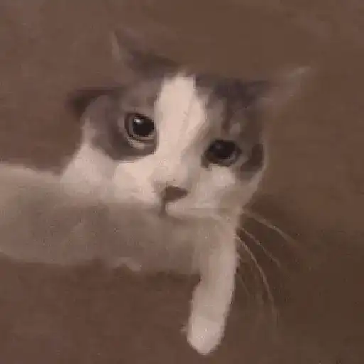 Sad cat  10