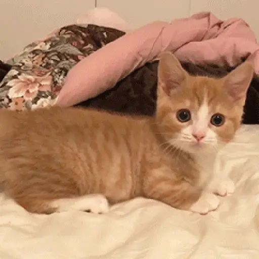 Sad cat  11