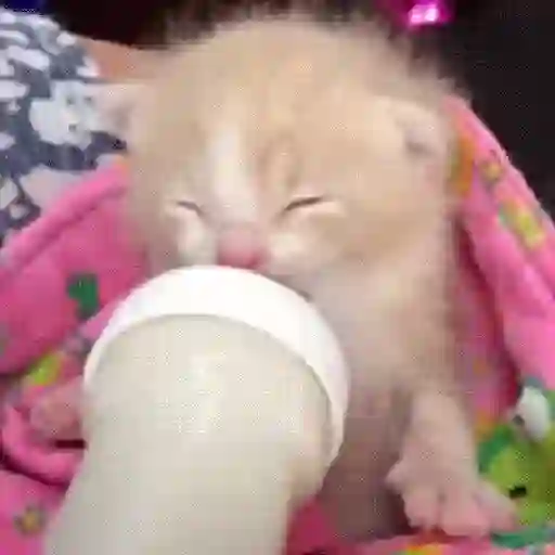 Sad cat  2