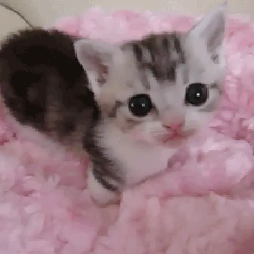 Sad cat  4