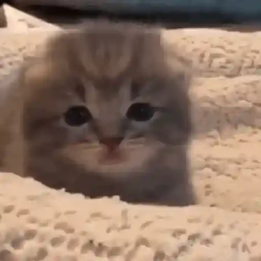 Sad cat  7